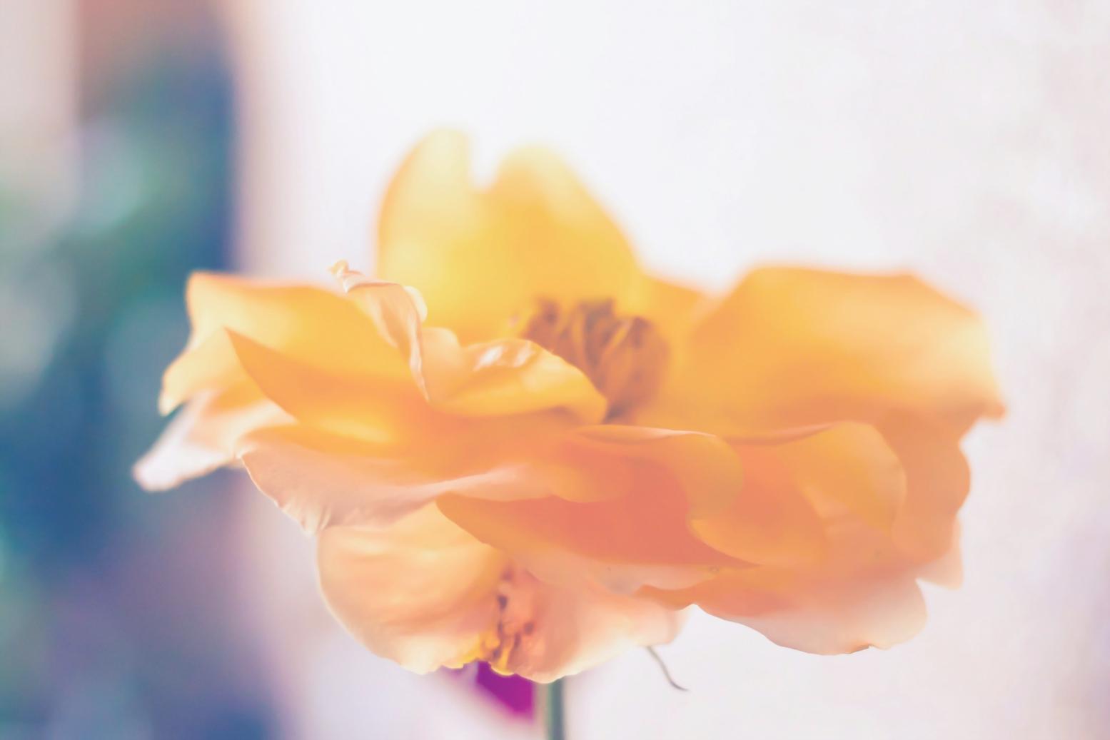 Estudiante examinando estructura floral con lupa durante sesión práctica de diagnóstico